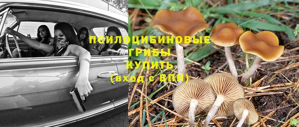 прущие грибы Инта